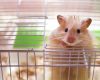 How Cages Prove To Be A Delight For Your Hamster!