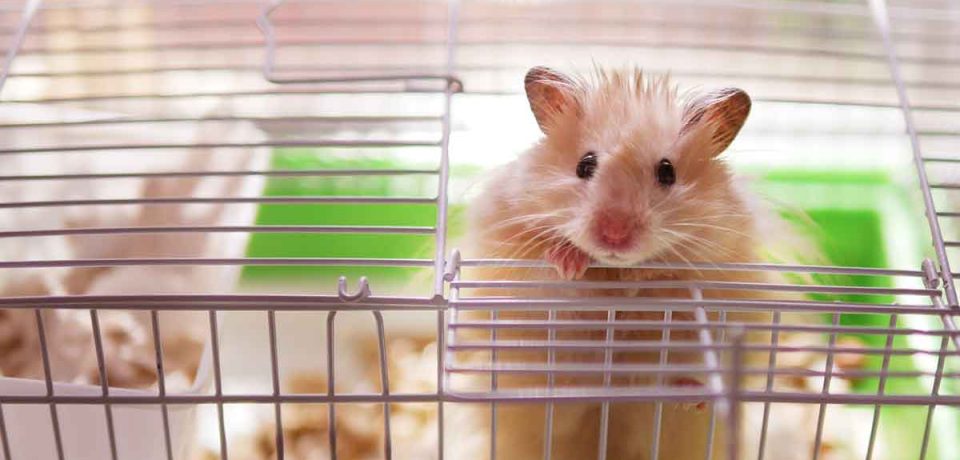 How Cages Prove To Be A Delight For Your Hamster!
