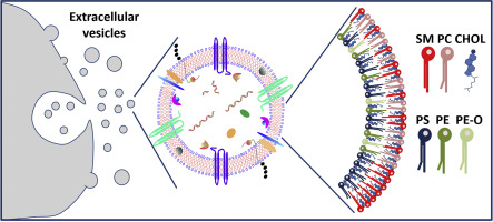 Looking into extracellular vesicles: forms and purposes for better knowledge